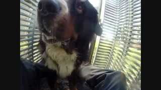 the rhythm of the barks