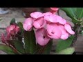 Growing Crown Of Thorns Euphorbia Milii 