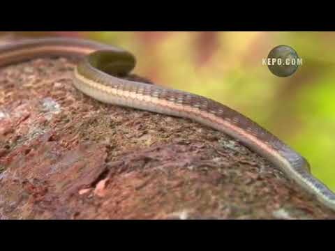 VUNJACHUNGU AONYESHA UBABE KWA NYOKA Nyakati Za Mawindo