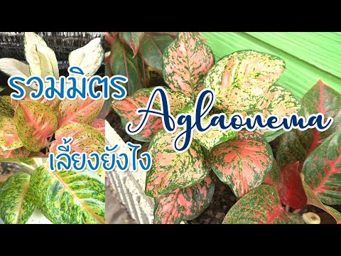 วีดีโอ: Aglaonema ที่มีจุดสีเงิน