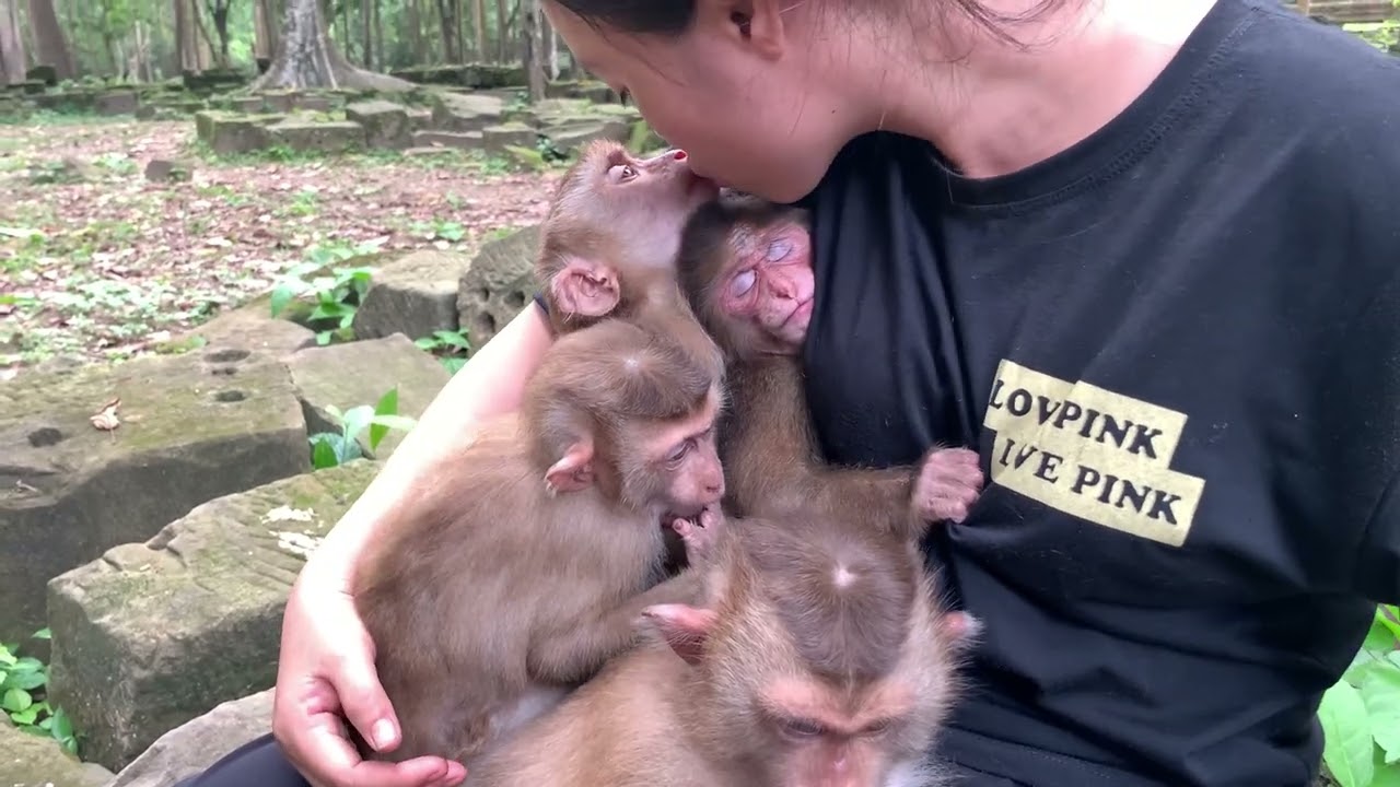Heartwarming Rescue: Newly Abandoned Stumptail Find Comfort with KT & Monkey Family After Drink Milk