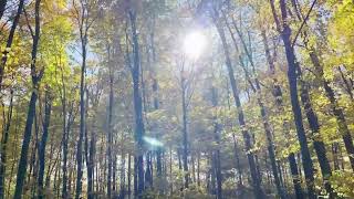 HI/L 174 Hz Beethoven Classical Piano Music Nature, Wind Fire Forest, Solfeggio Frequency