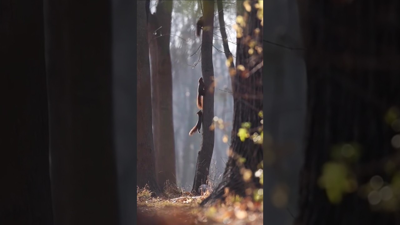 Amazing Squirrel Facts You Didn't Know! 🐿️ 