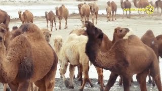 видео: Қазақстаннан Нөкис районға ақ түйелер алып келинди картинка: Қазақстаннан Нөкис районға ақ түйелер алып келинди