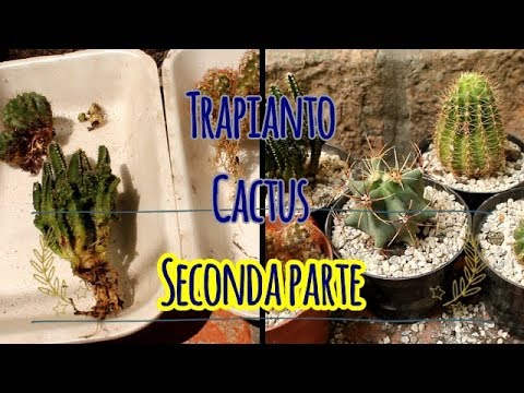 Video: Propagazione Dei Semi Di Cactus. Parte 2