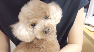 皆様ご心配ありがとうございます。病院から24時間経過した愛犬の様子です。