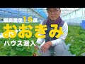 【農家紹介】宮崎産「おおきみ」イチゴ農家さんのハウスに潜入【金之助】