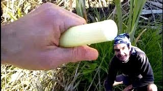 Urban Foraging 101