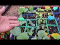 Summer season Vegetable seedling transplanting | Urdu/Hindi