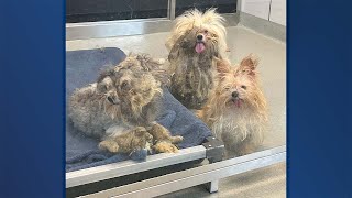 34 dogs including puppies rescued from deplorable conditions