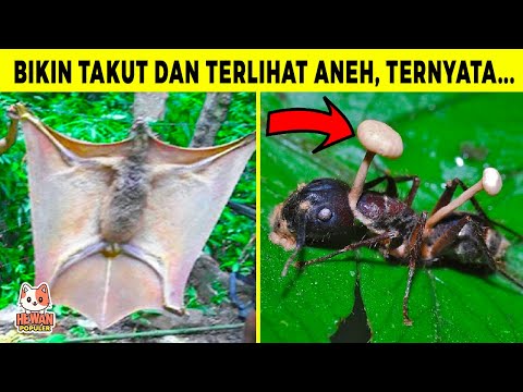 Ditemukan Di Dalam Hutan 10 Hal Aneh Yang Pernah Terjadi ini Ternyata...