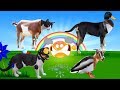 suara hewan untuk balita | suara hewan video | Tokek