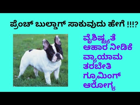 How to care French bulldog in Kannada | ಪ್ರೆಂಚ್ ಬುಲ್ಡಾಗ್ ಕಾಳಜಿ ಕನ್ನಡದಲ್ಲಿ.