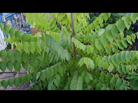 วีดีโอ: วิธีการตัดแต่งกิ่งมะยม: การตัดแต่งกิ่งมะยมในสวน