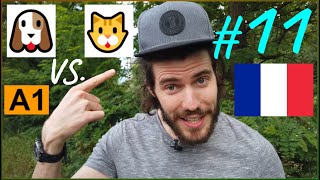 Learn French from Scratch 🇫🇷    A1#11 "Chiens ou chats?"    (en/fr/ru sub)
