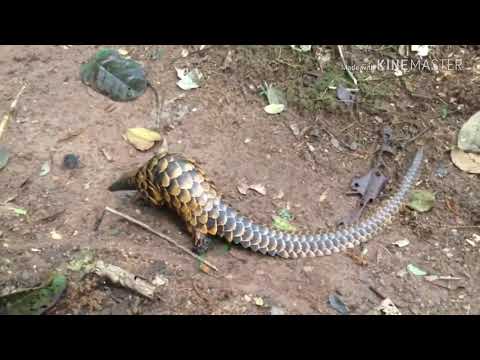 48 Gambar Fauna Di Neotropik Gratis Terbaik