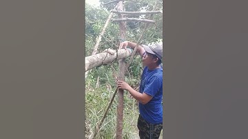 jerat monyet