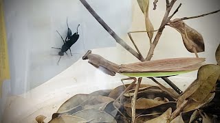 Chinese Mantis Vs Black Wasp