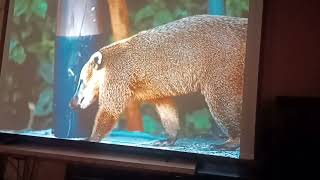 Dell M900HD LED Projector