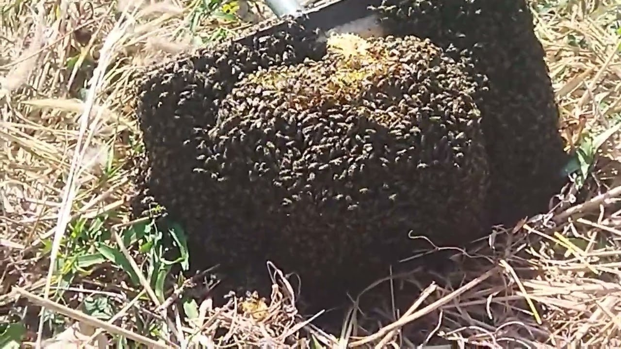 เล่นกับค่ายมวยท้องถิ่น คลิป 3