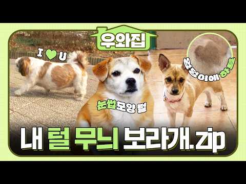 [🏠#우와집] 내 털은 좀 특별해🐶✨ 특별한 털 <strong>무늬</strong> 강아지 모음.zip #TV동물농장 #동물 #우와한비디오 #우와비