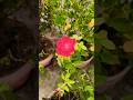 phool gulab🥀🌹 ka neu🌷 gulab #shortvideo #trending #shortvideo #shortsfeed