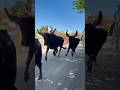 Abrivado manade Conti à Combas