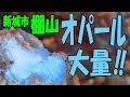 オパールがいっぱい‼【愛知県 新城市･棚山】黒曜石そっくり⁉松脂岩も無限にあります！