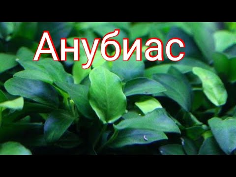 Video: Anubias Den Yndefulde