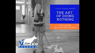 The Art of Doing Nothing | Boise Dog Trainer Amy Pishner | Valor K9 Academy