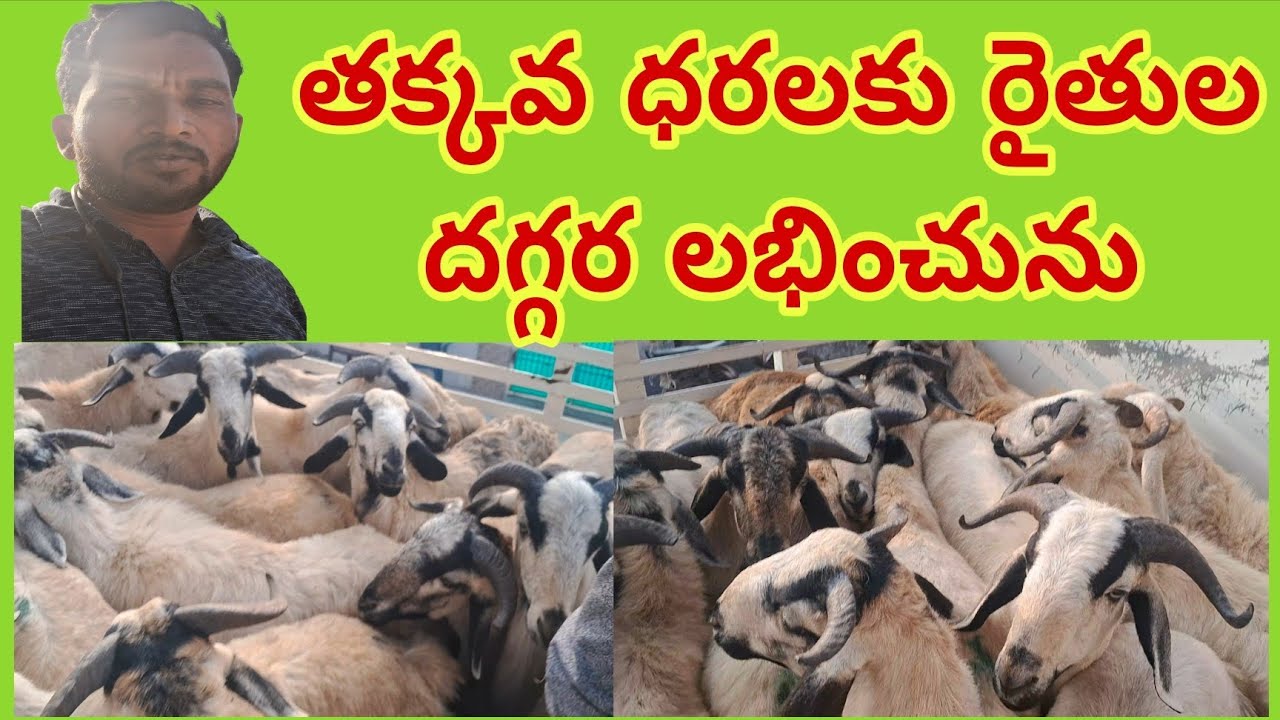తక్కువ ధరకు లభించును #malliyadav#gudur goatfarming village #farming 