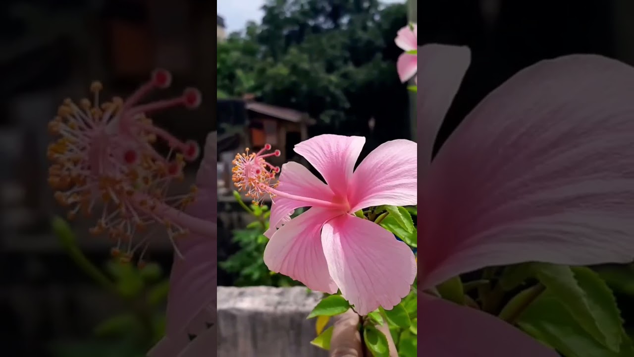 How to use eggshell fertilizer. full video is on the description. 