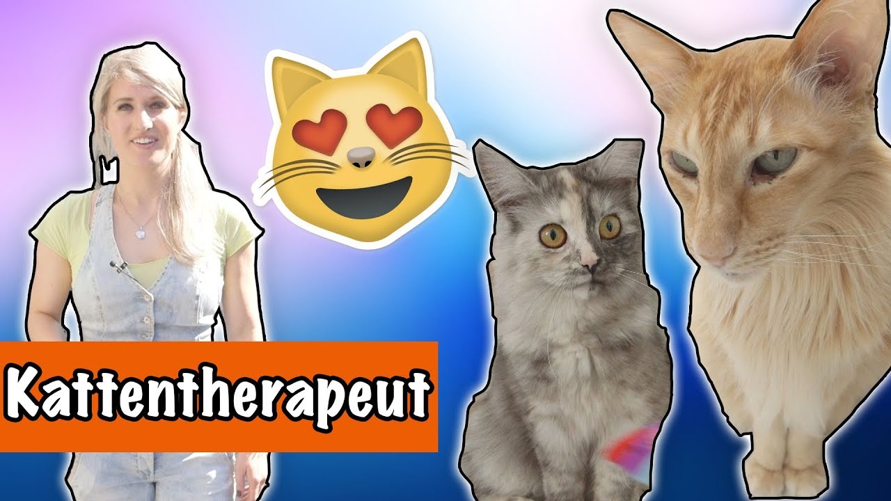 Kijkje in een kattenhoofd! | Animal Event | DierenpraatTV