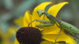 Carolina mantids, adult female and juvenile 2019