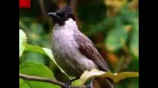 Suara burung untuk Pikat burung lain (Bancet)