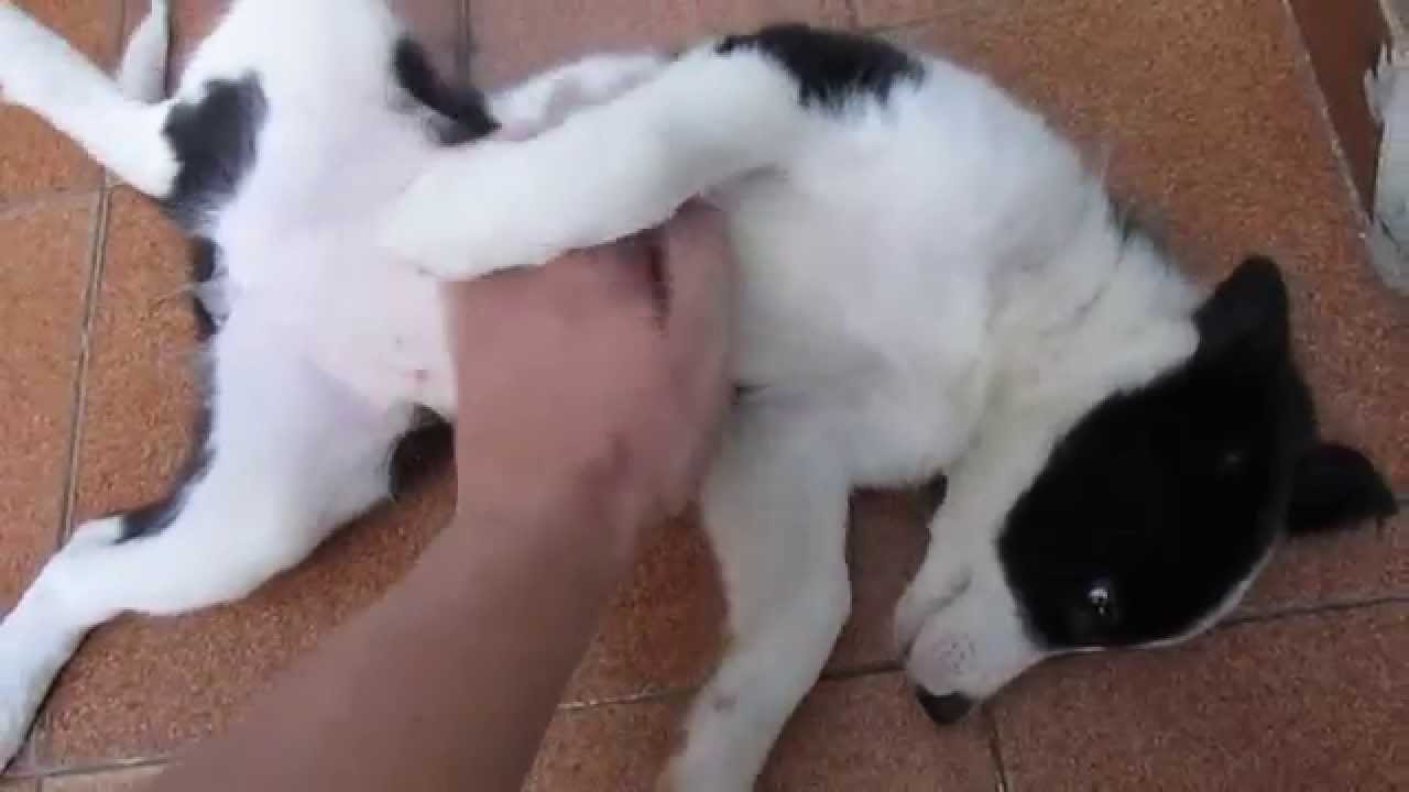 Border collie 2 meses tamanho Clearance