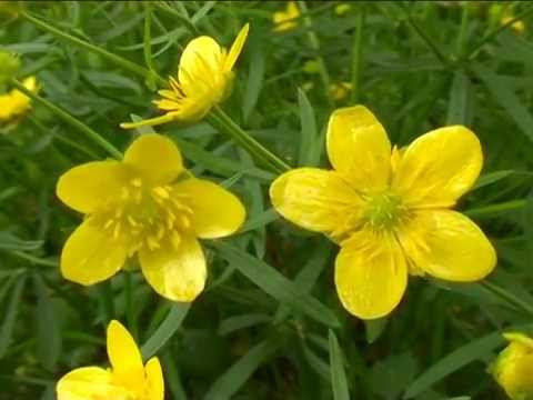 Video: Ranunculus anemone (buttercup): piav qhia, duab, cog thiab saib xyuas