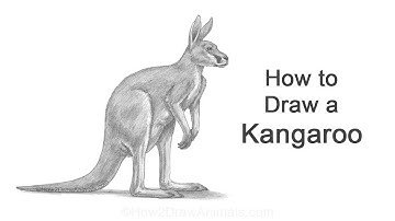 How to Draw a Kangaroo