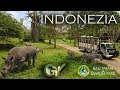 Бали Сафари парк. ИНДОНЕЗИЯ (экскурсии, отдых). Bali Safari & Marine Park. Tour. Travel to Indonesia