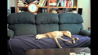 Greyhound Couch Time Lapse