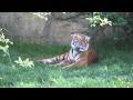 Пражский зоопарк. Мяуканье тигра.