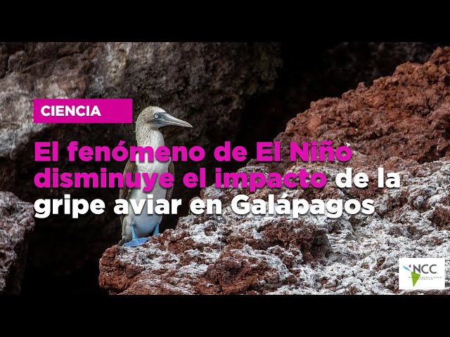 El fenómeno de El Niño disminuye el impacto de la gripe aviar en Galápagos