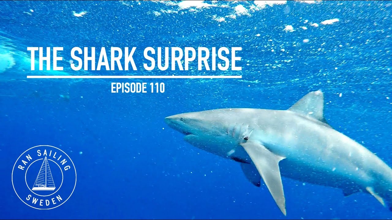 The Shark Surprise - Ep. 110 RAN Sailing