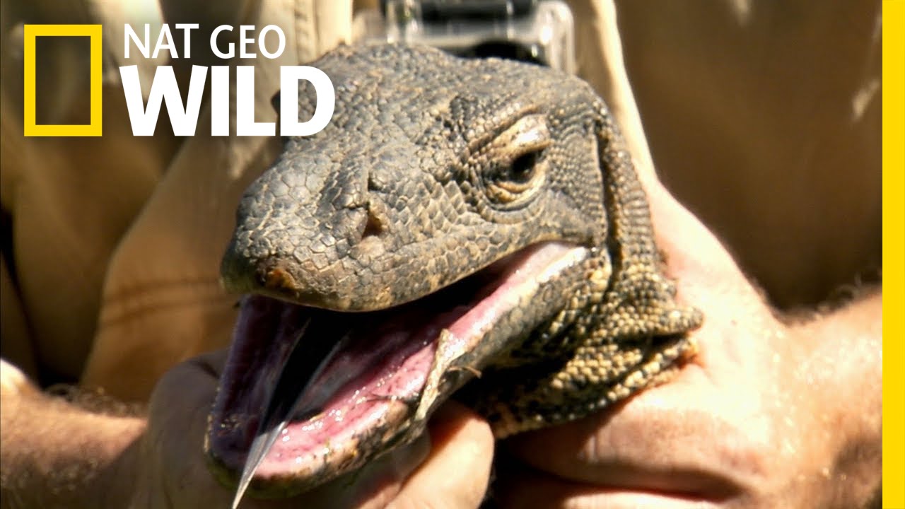 Water Monitor Roundup | Python Hunters - YouTube