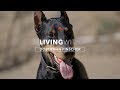 ALL ABOUT LIVING WITH DOBERMAN PINSCHERS