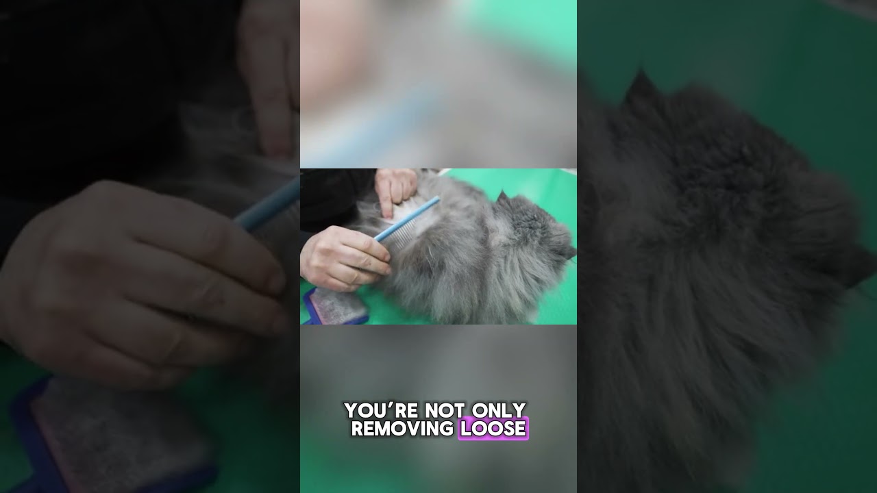 The Hidden Benefits of Happy Cat Grooming 