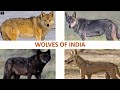 Wolves of india    mammals  indian animals
