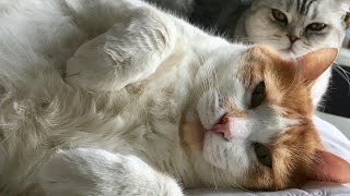 😂 Funniest Cats and Dogs Videos 😺🐶 || 🥰😹 Hilarious Animal Compilation №326