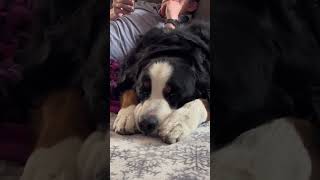 Bernese Mountain Dog Wants Food | Funny Bernese Mountain Dog Video | Funny Dog Video