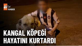 Ayı Saldırısı Sonrası Dili Tutuldu - Atv Haber 10 Mayıs 2026